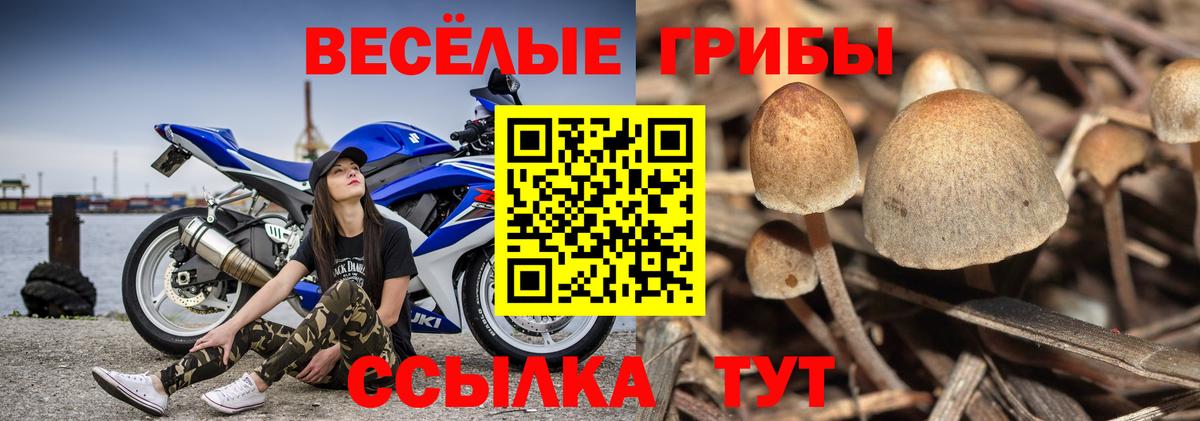 Кашира  Галлюциногенные грибы MAGIC MUSHROOMS  где можно купить   Вход с VPN 